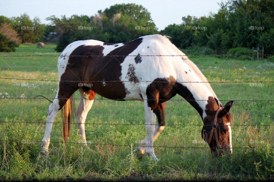 Horse in the field