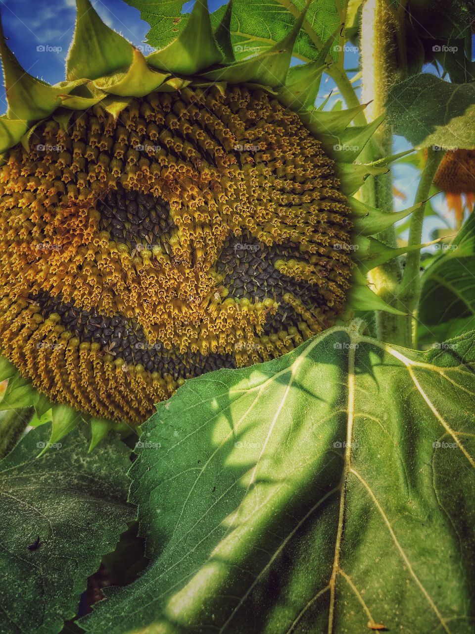 Sunflower smiley face flower 