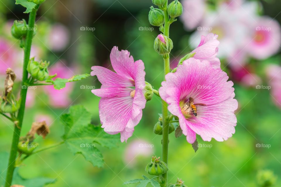 Beautiful blooming pink flowers in the garden.