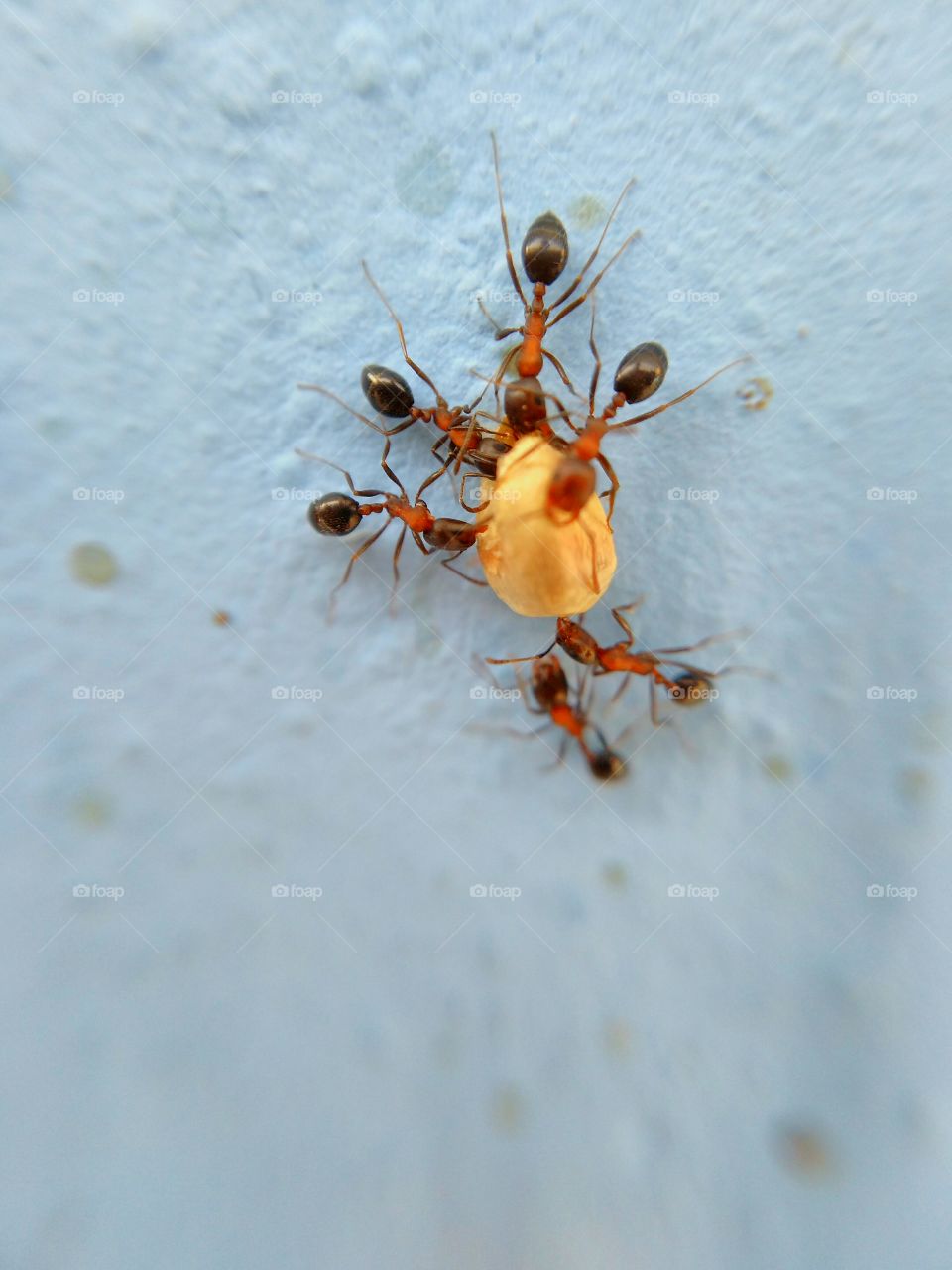 ants in macro