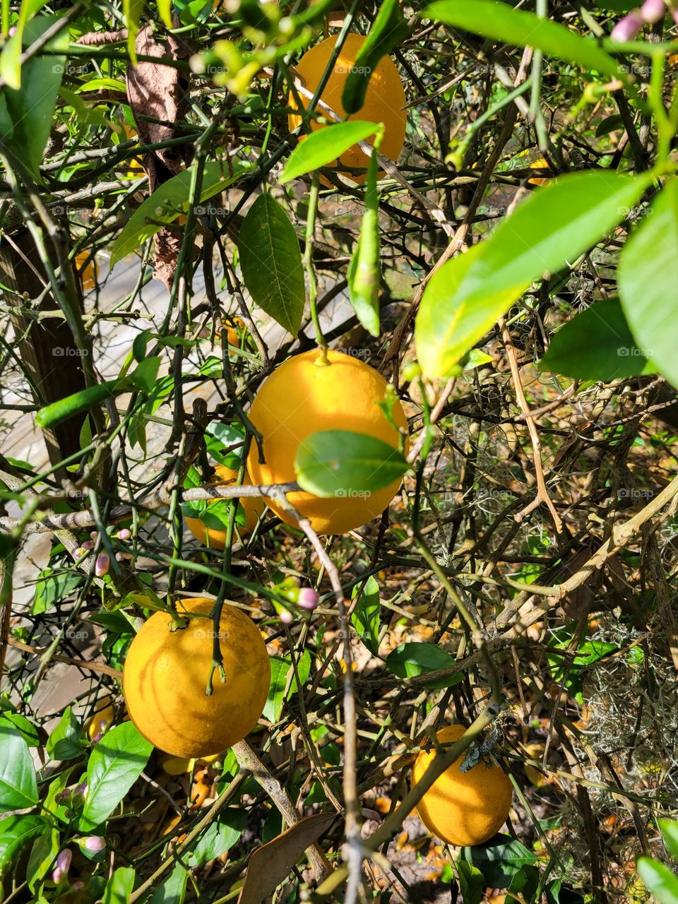Lemon Tree, Tropical Citrus Tree, Florida Citrus Tree