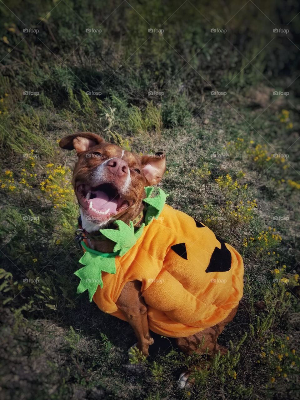 My smiling puppy dog waiting in the pumpkin patch in her Jack-O-Lantern costume