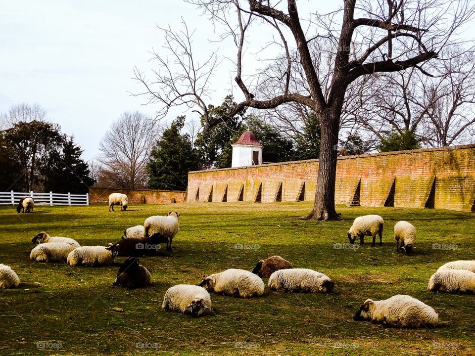 Sheep at Mt. Vernon