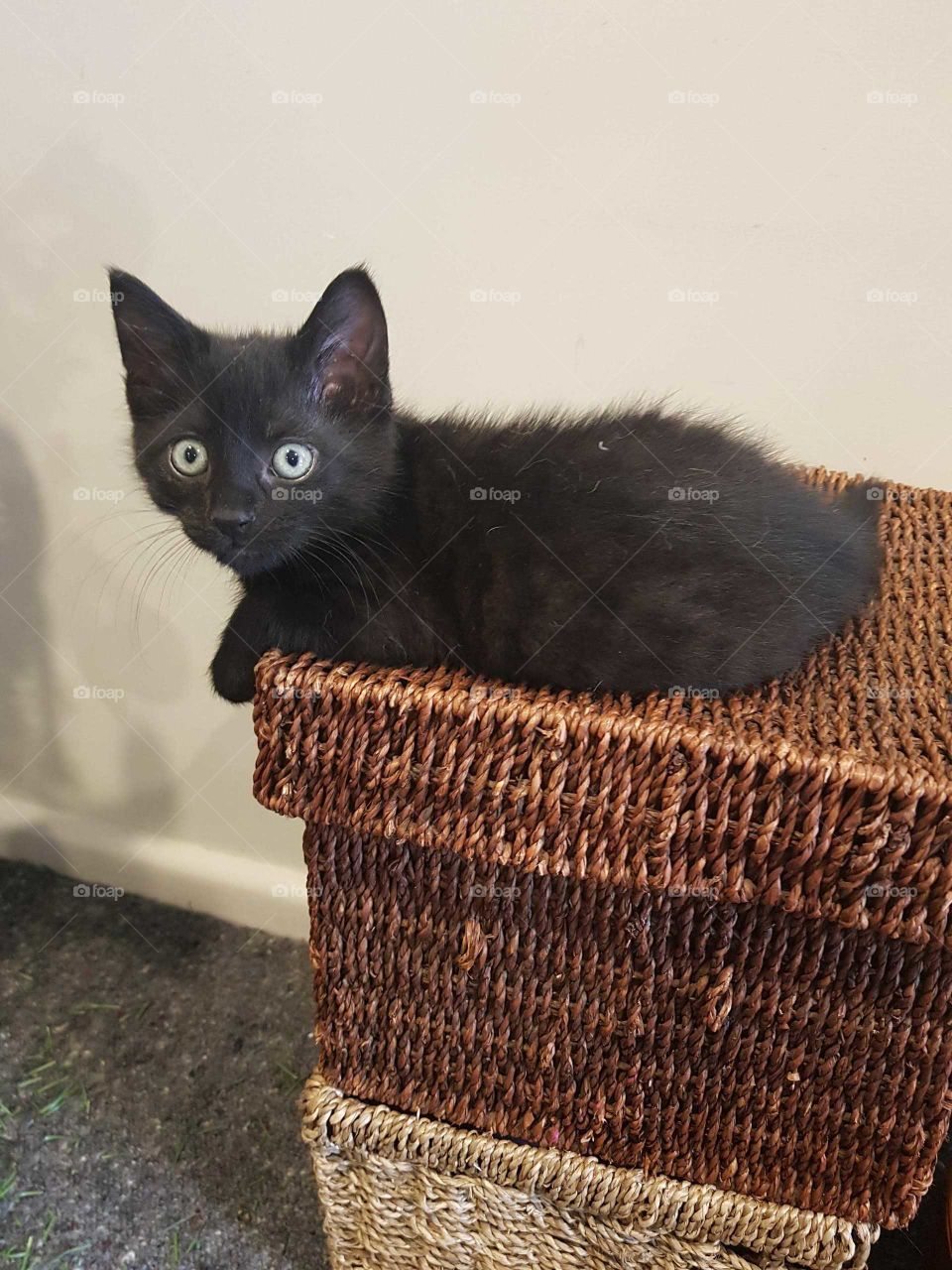 Killer the kitten found a place to rest. Always either playing or sleeping this little fellow.