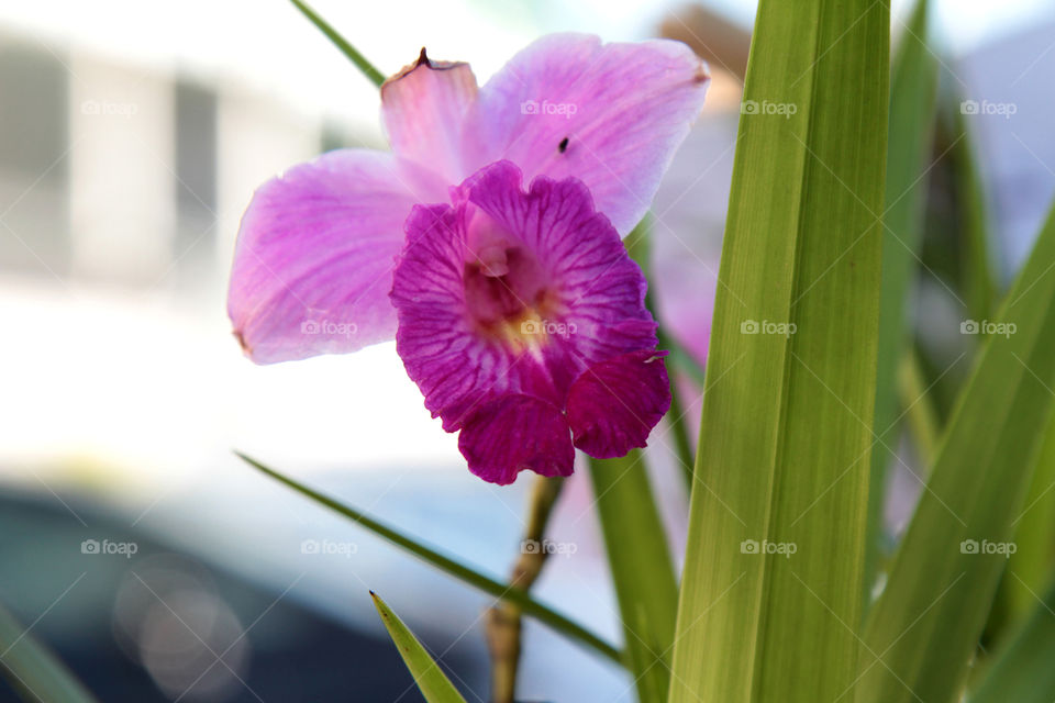orquídeas roxa
