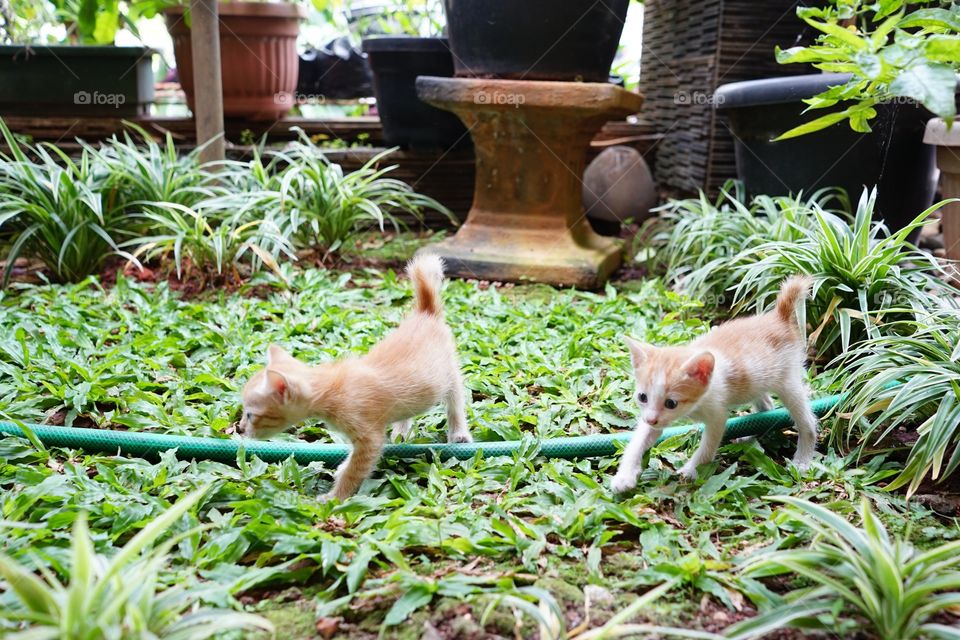 kittens playing in a garden