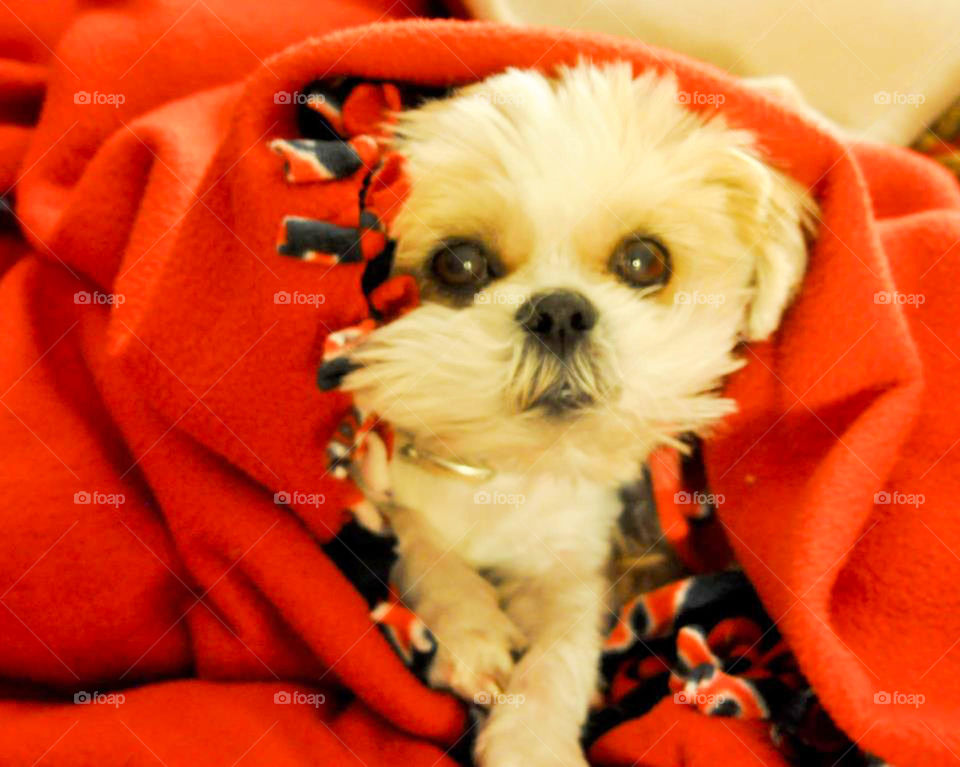 peeking puppy. Tiny Shih Tzu peeks out from blanket