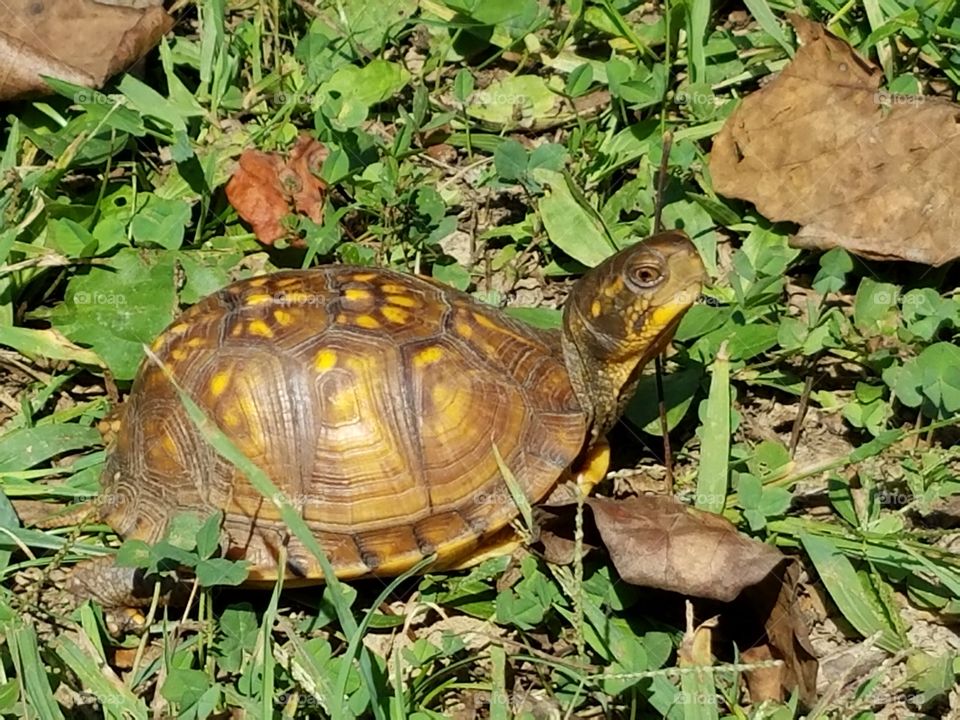 Eastern Box Turtle