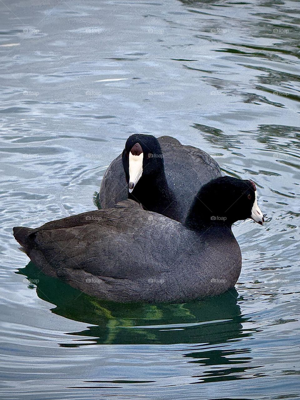 American Coot Pair