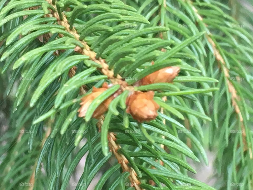 buds on spruce