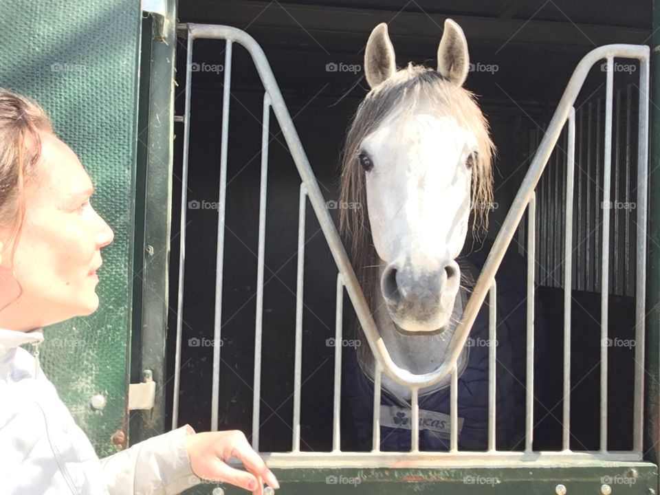 Stallion with head out of the stable