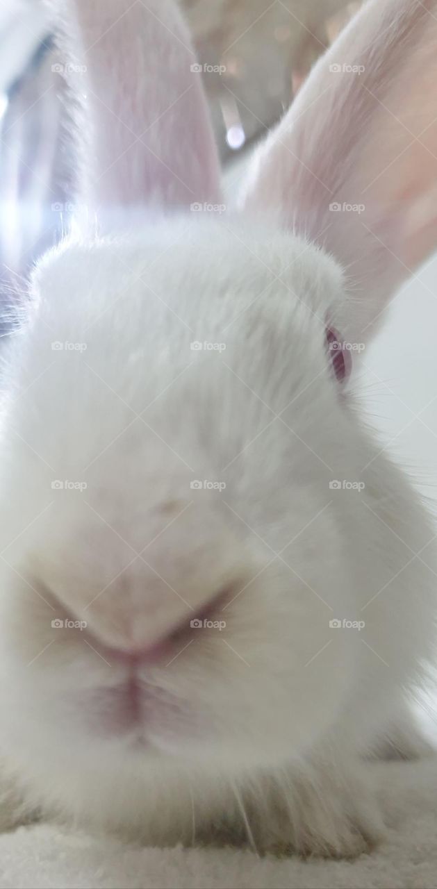 Beautiful rabbits, nose comica red eyes, gray and white snow, delicate, curious, big and long, very curious and funny ears