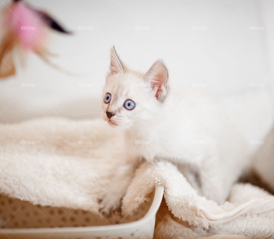 Little Tibet color-point kitten playing. white, Tibet, color-point