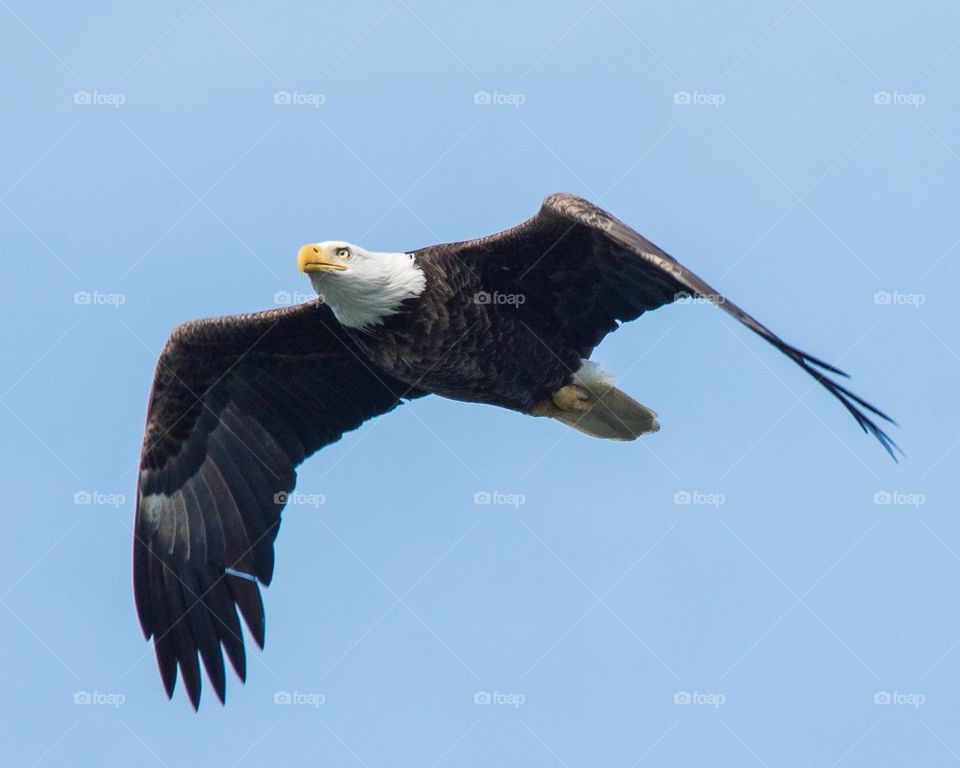 Bald eagle flying over the shopping center