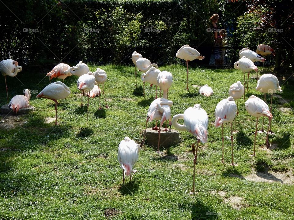 Flamingos in the Krakow zoo 