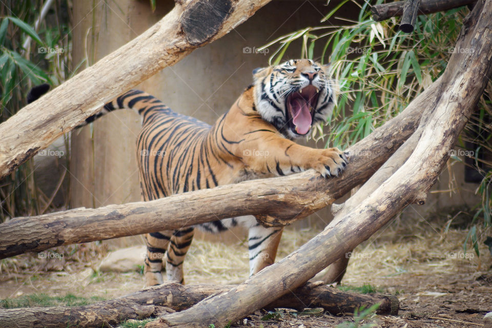 Big cat talking