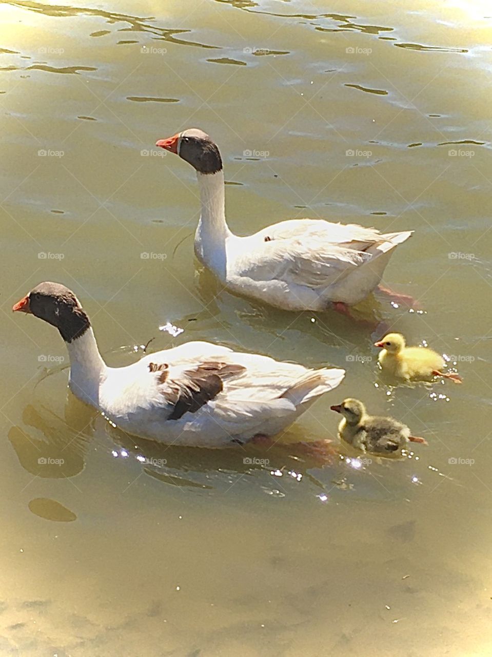 Família Ganso e seus filhotes! A natureza é muito bonita é generosa. Dá para negar?