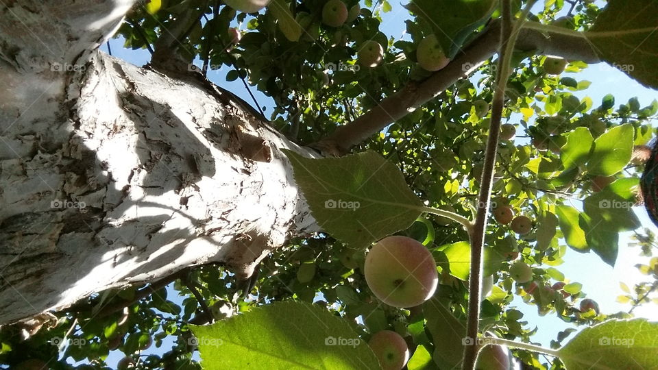 Up the Apple Tree
