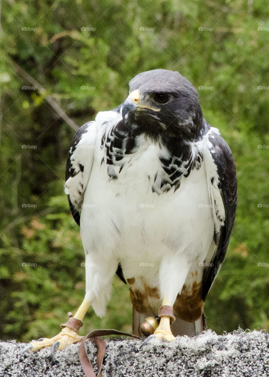 Front view of an eagle