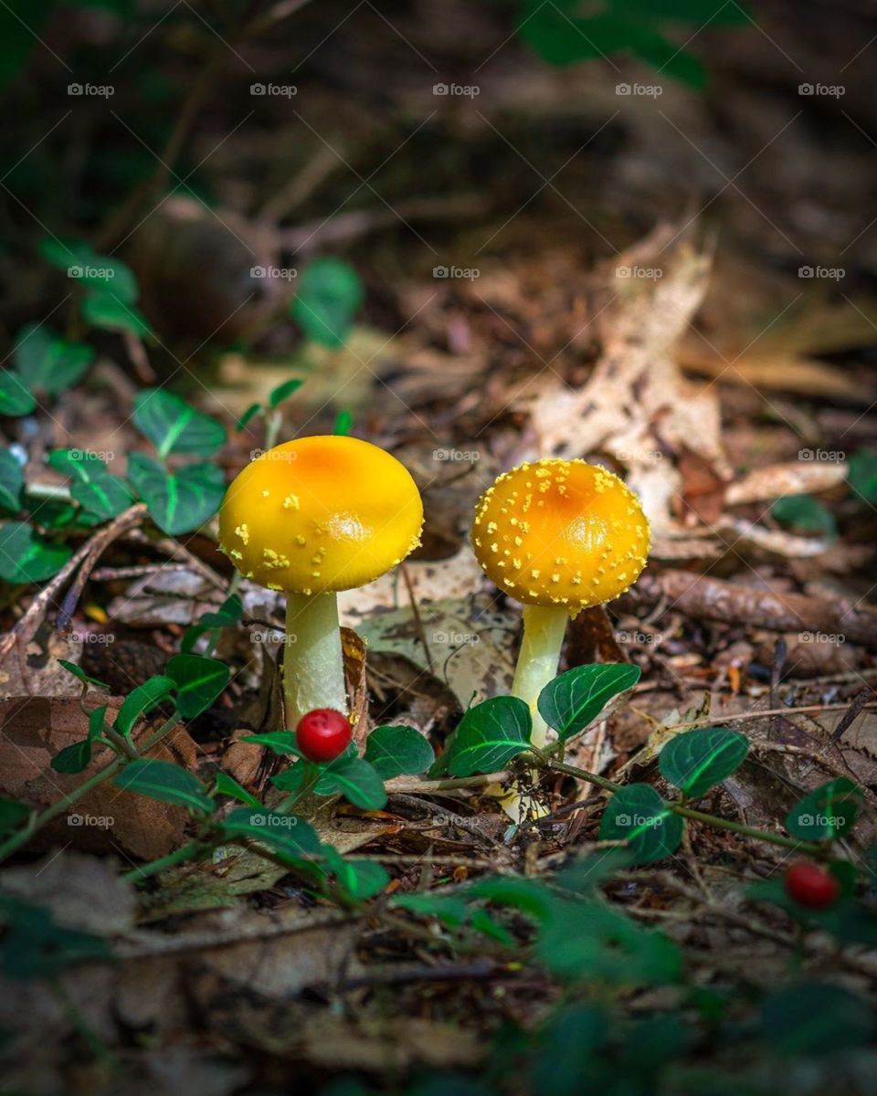 forest mushroom
