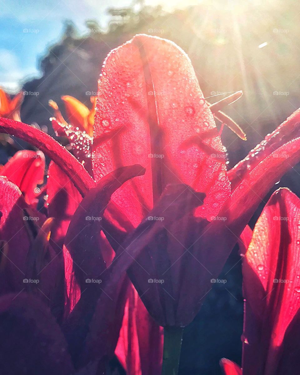 Sunlit asiatic lily