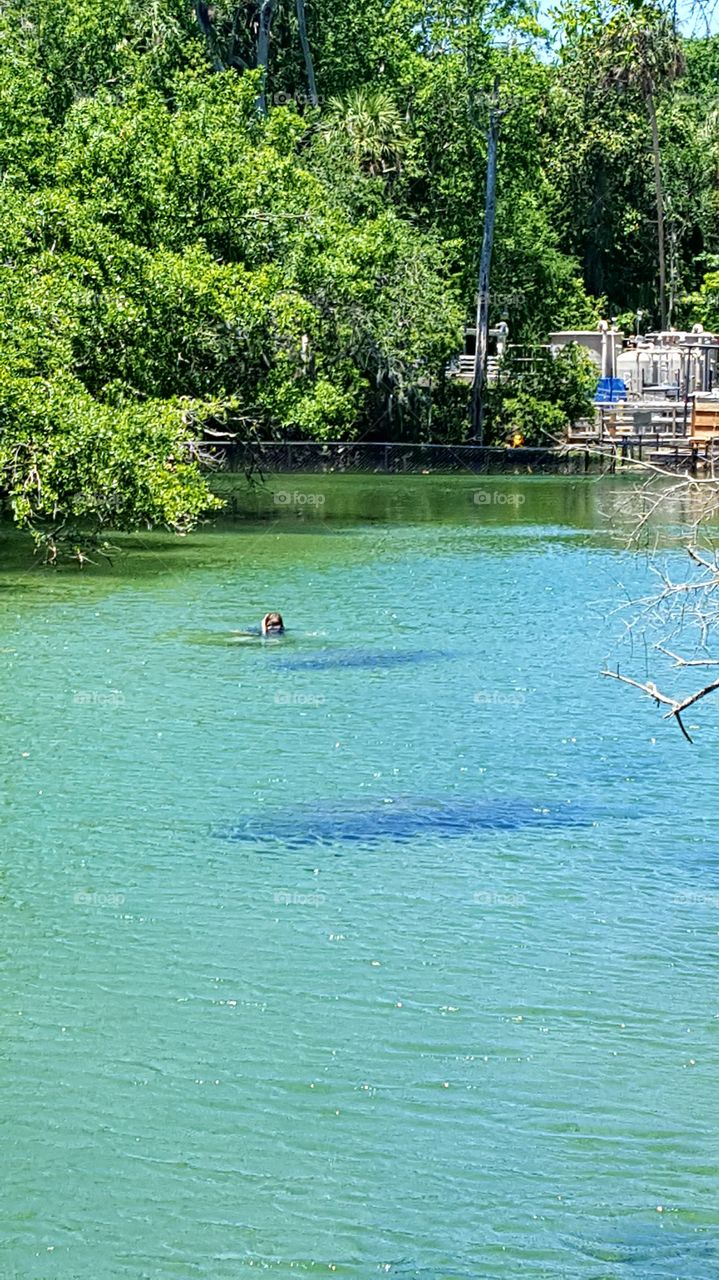 manatees