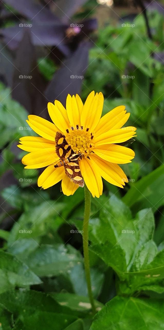 Here we see a small intense yellow wild flower, on its petals a small butterfly of the same color perches and it is much smaller, delicate and beautiful.