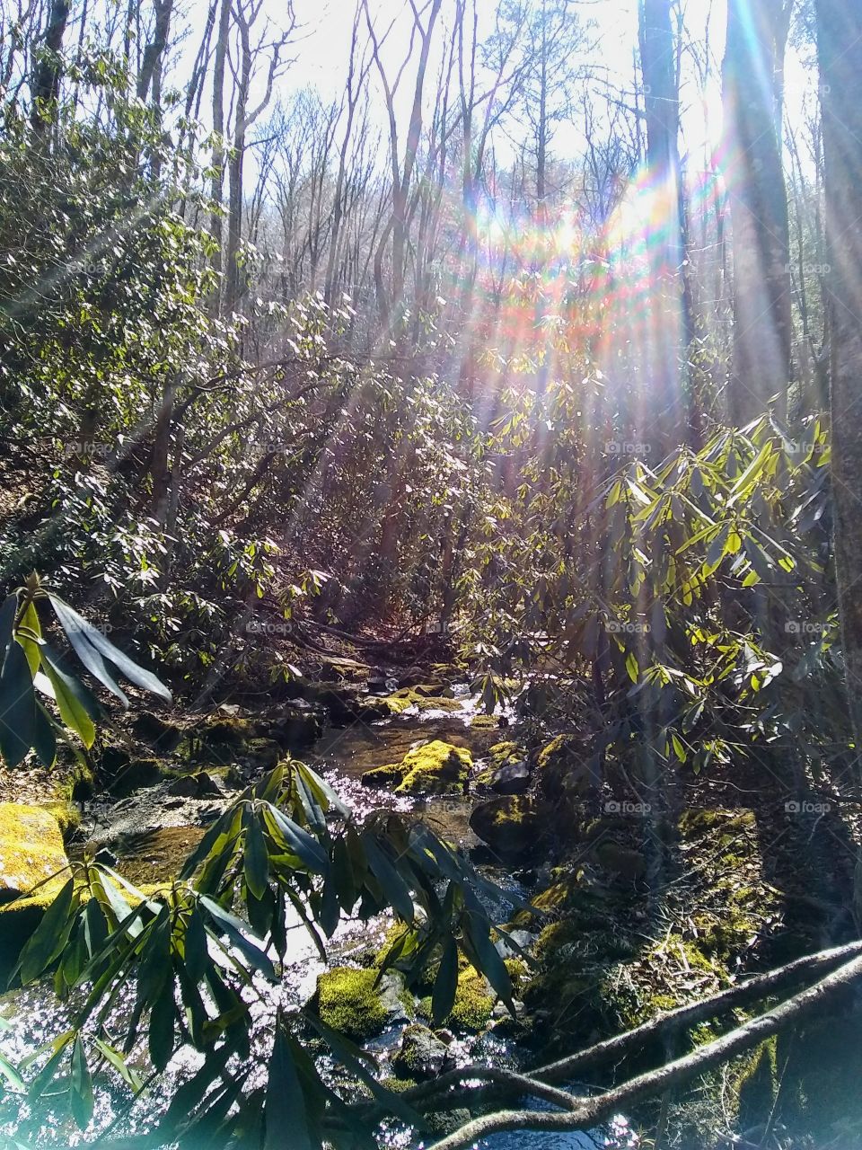 Rhododendrons filter the sunlight through the woods