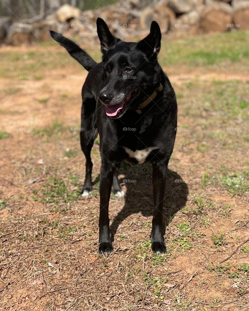 Captain living his best life in his last days ❤️