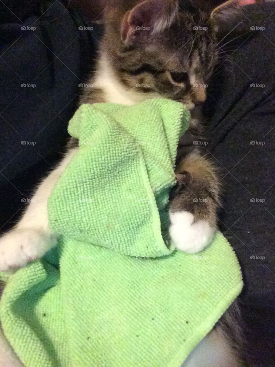 Kitten using a face cloth for a blanket