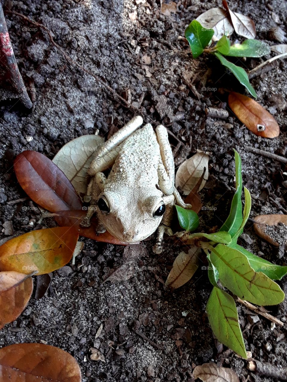 frog in dirt