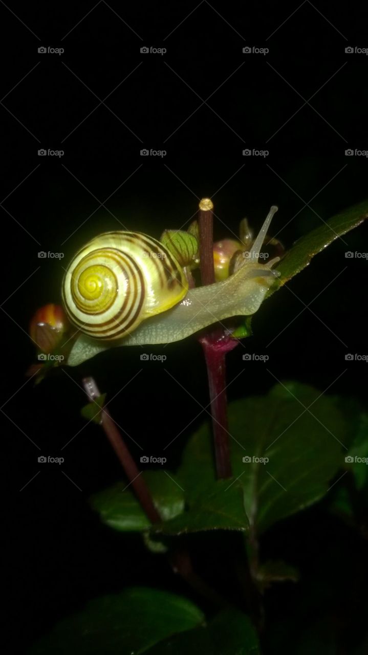 Schnecke in der Nacht, snail in the night