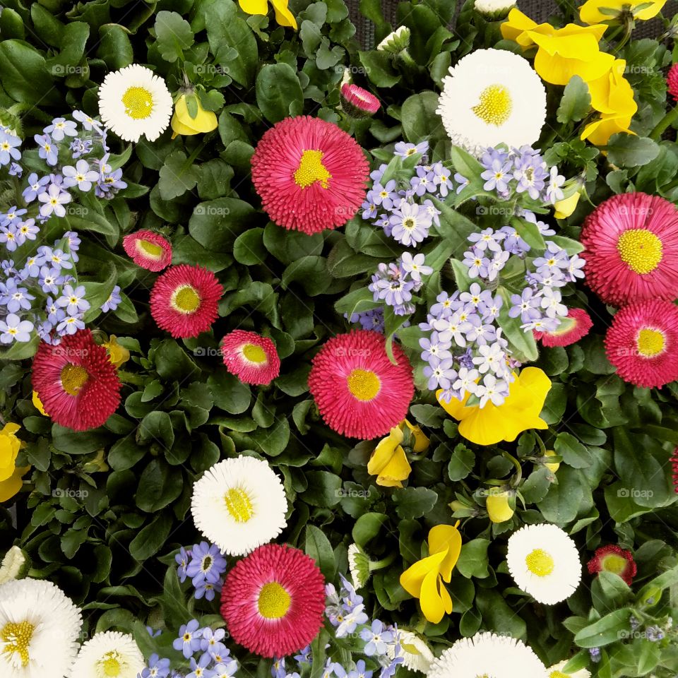 Mixer springtime flowers