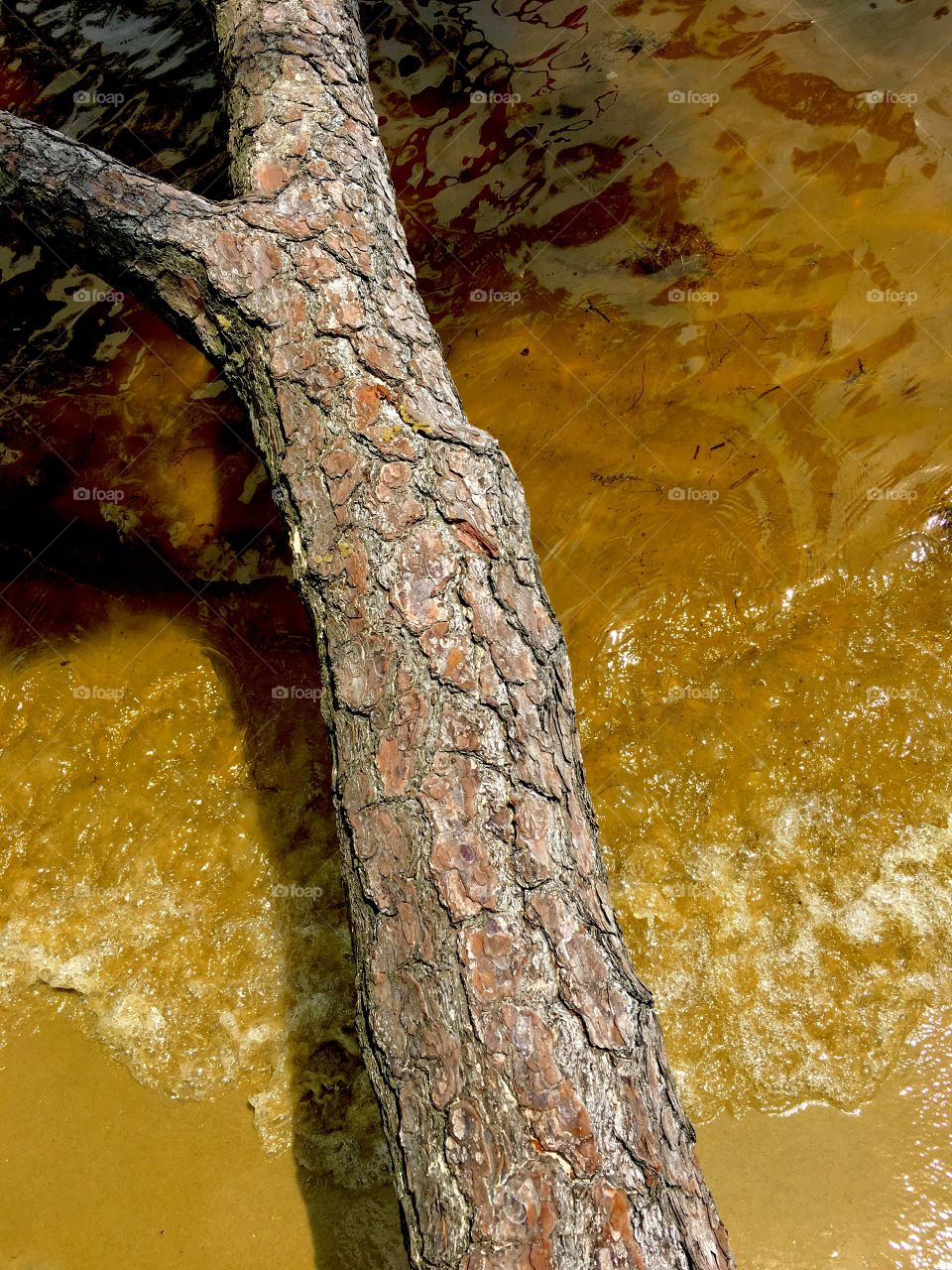 Log over the water 