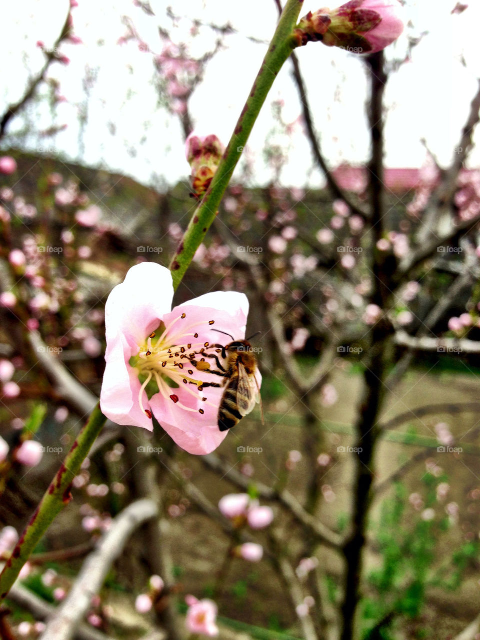Bee loves flower