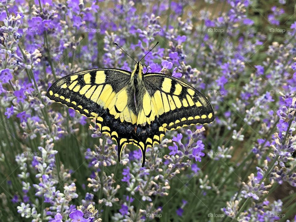 Swallowtail butterfly sitting on lavender flowers