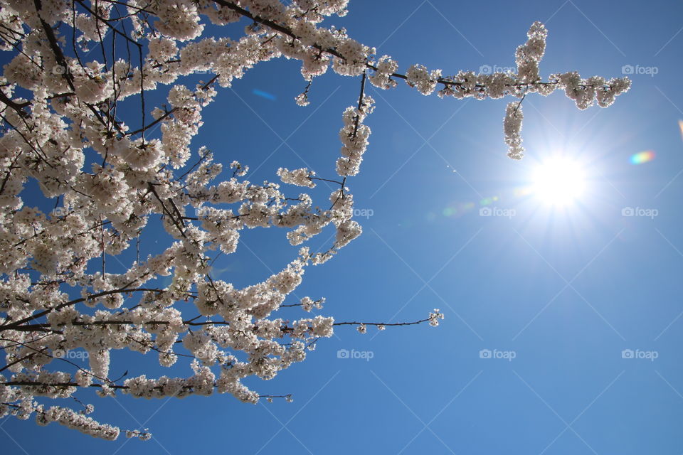 Low angle view of cherry blossom tree