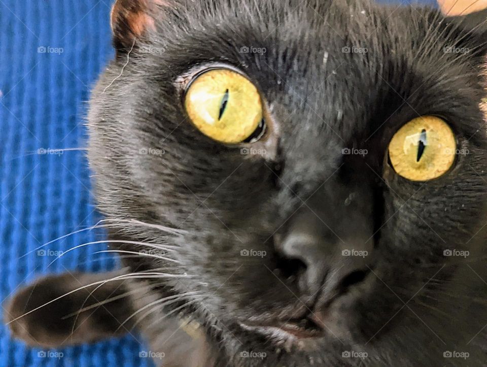 Every day is Caturday