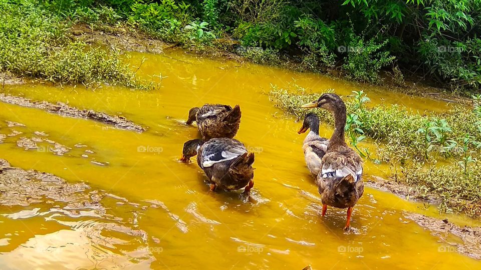 Duck gang