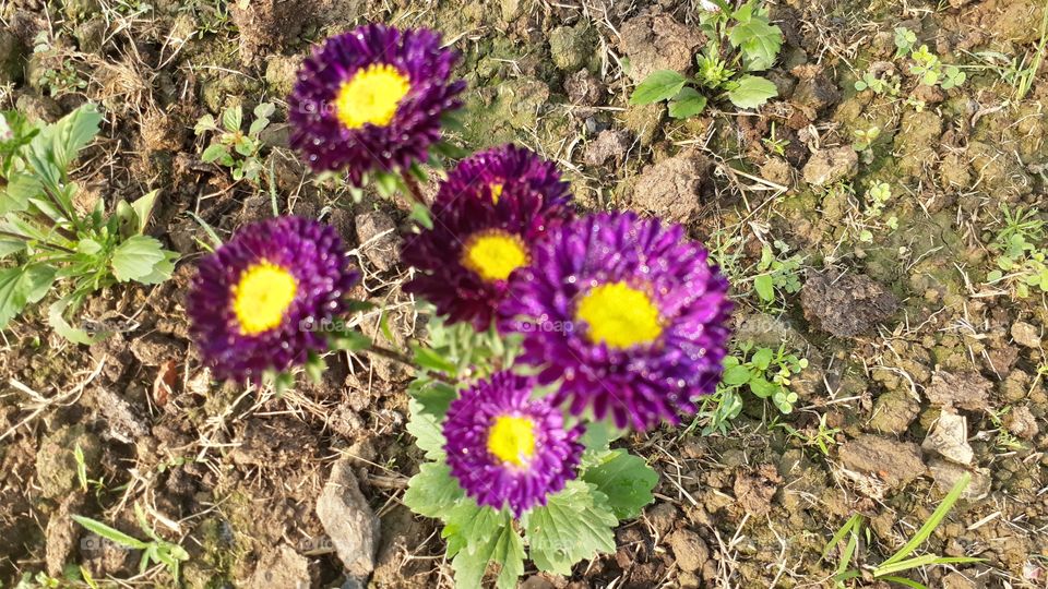 a beautiful pink flowers in the garden who makes a beautiful sceane.