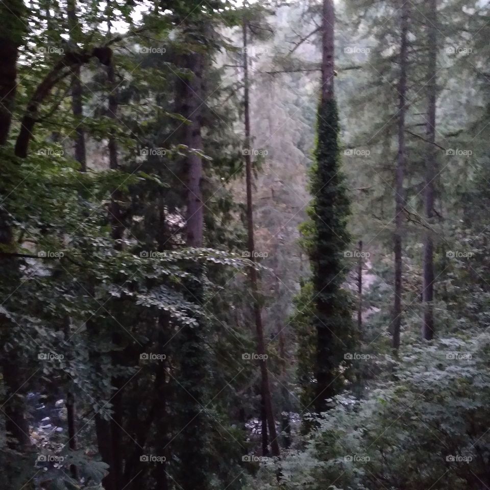 Tall trees blanketing this wooded area on a grey dismal day, with a light layer of fog as the backdrop