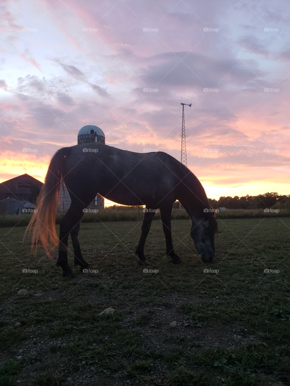 Horse at sunset. 