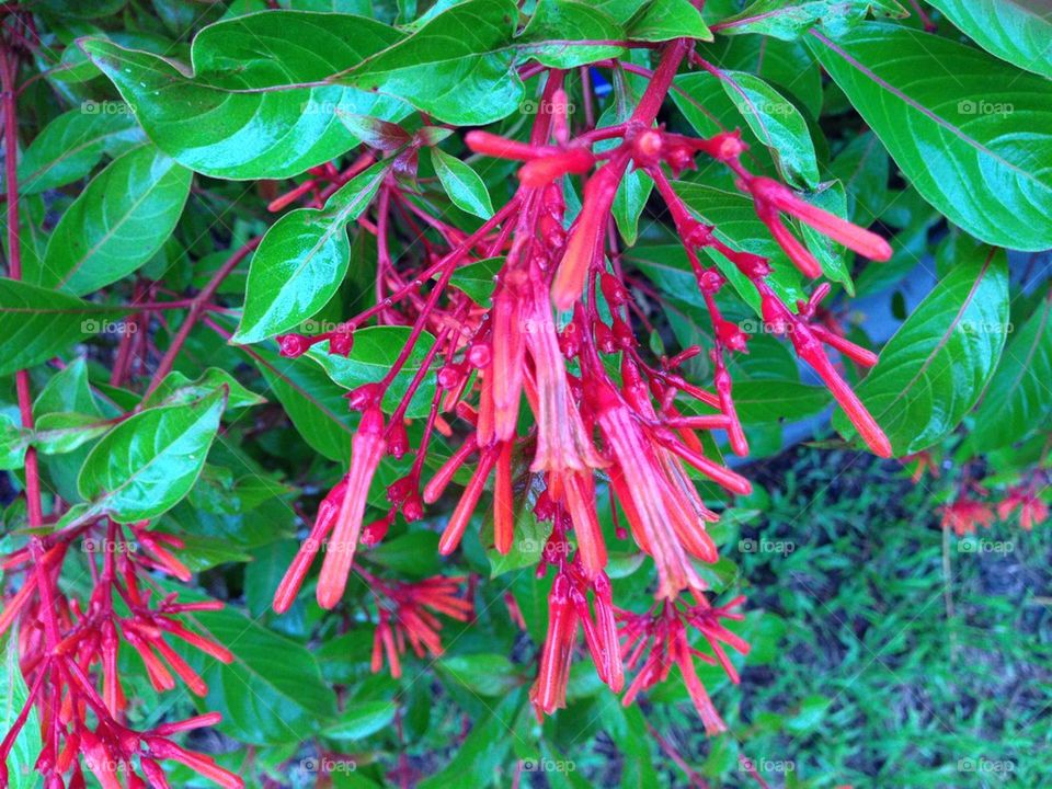 Fire bush