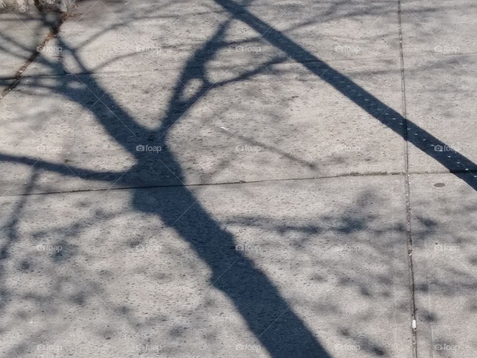 shadows on pavement of trees