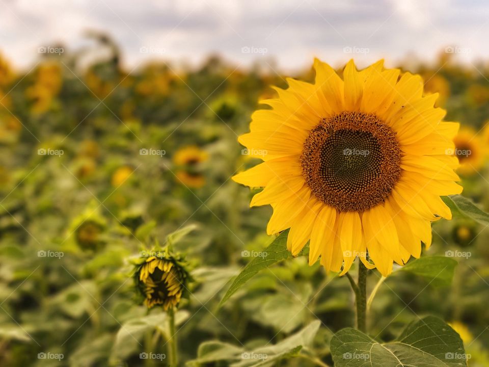 Sunflowers