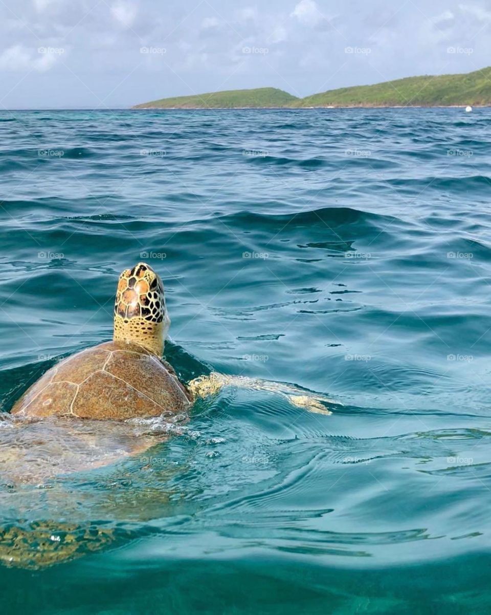 Ride The Wave Little Dude 