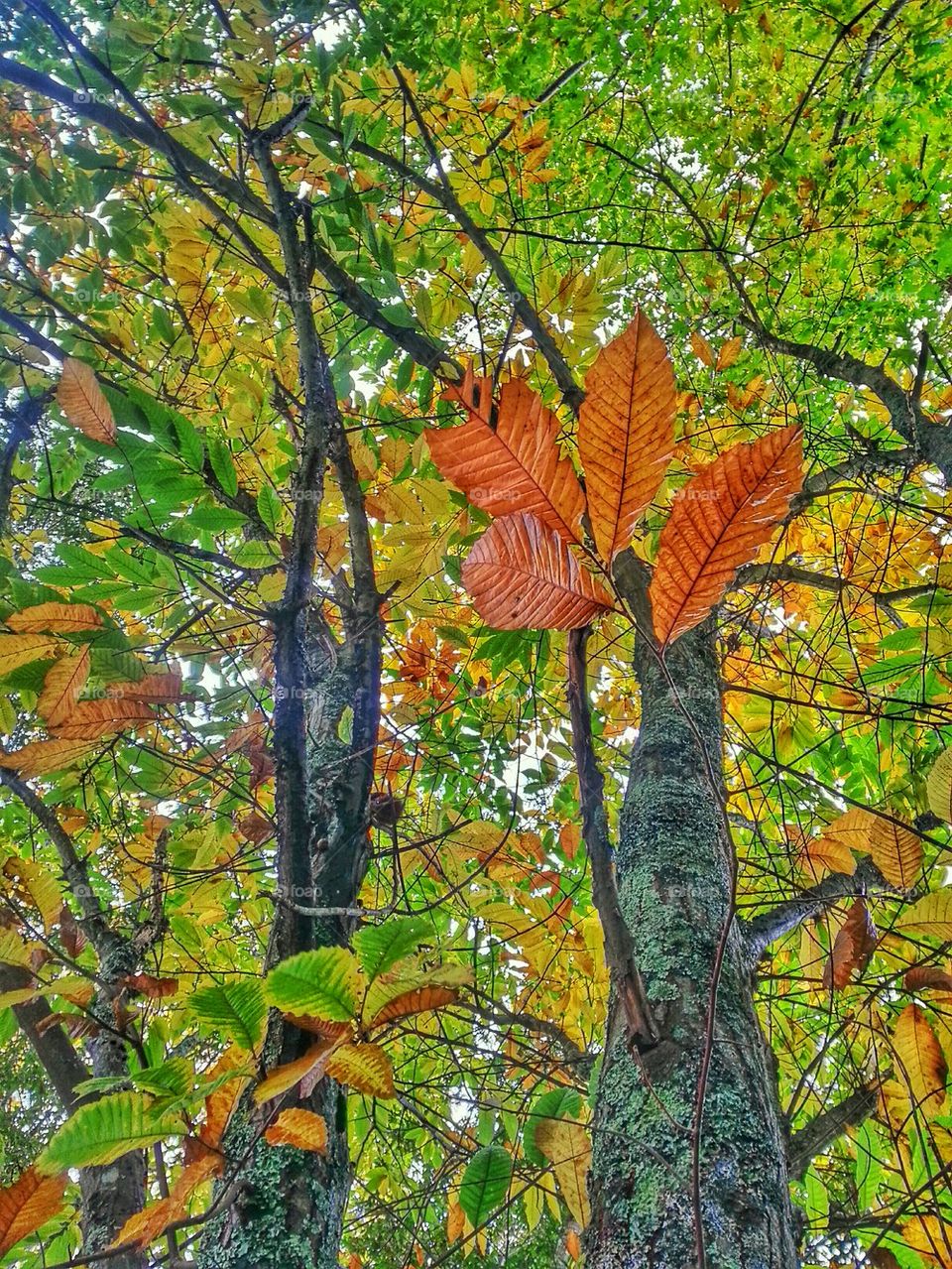 Autumn colours