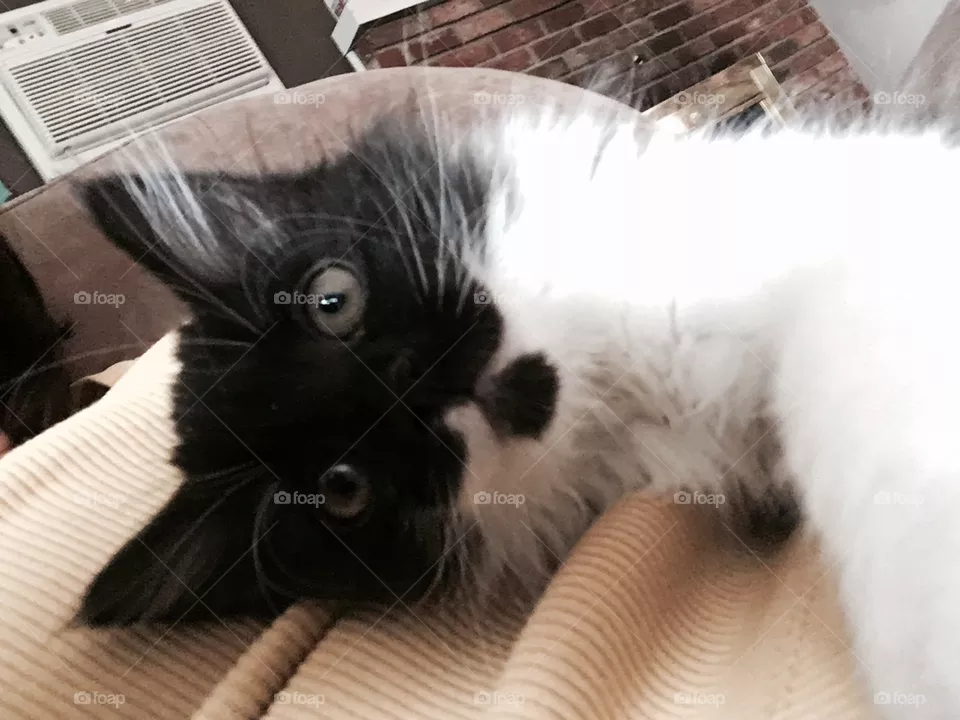 Kitty 