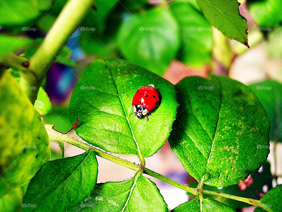 Cute little lady bug. 