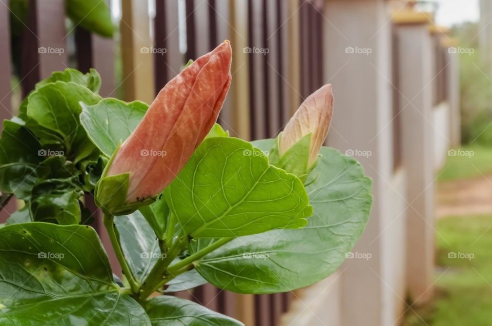 Blooming Hibiscus Flowers